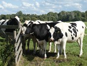 cows-4450943_1920