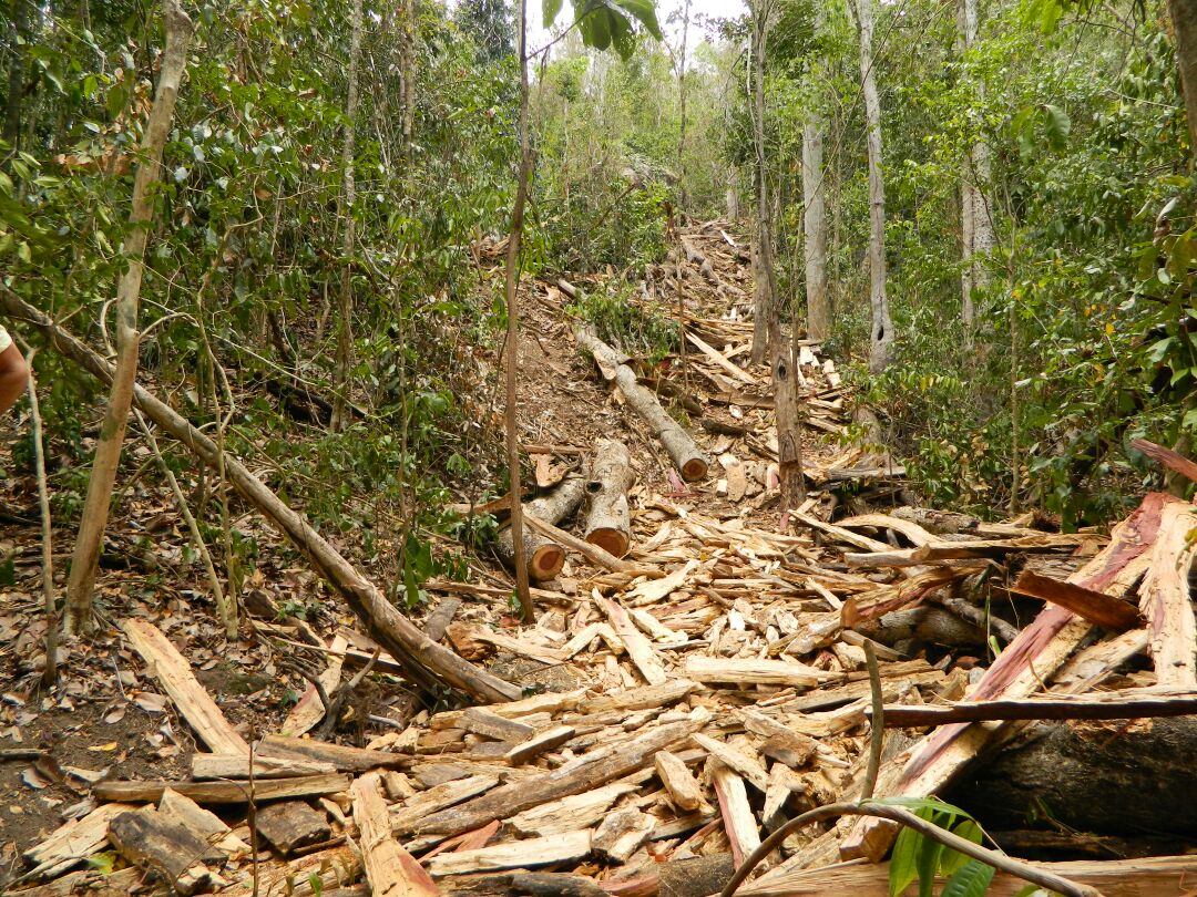 APA Pedra do Elefante (5)