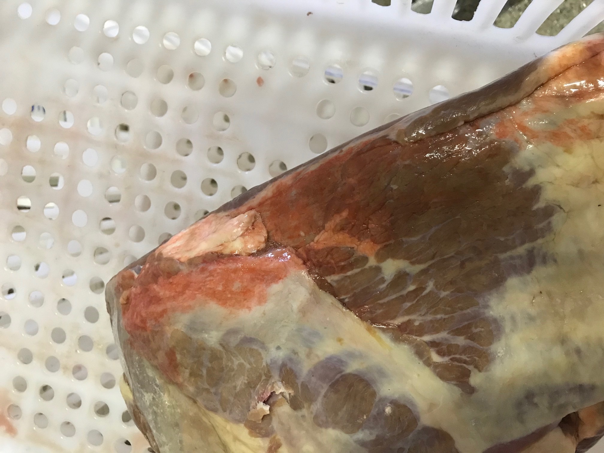 carne com alteração de coloração bacteria