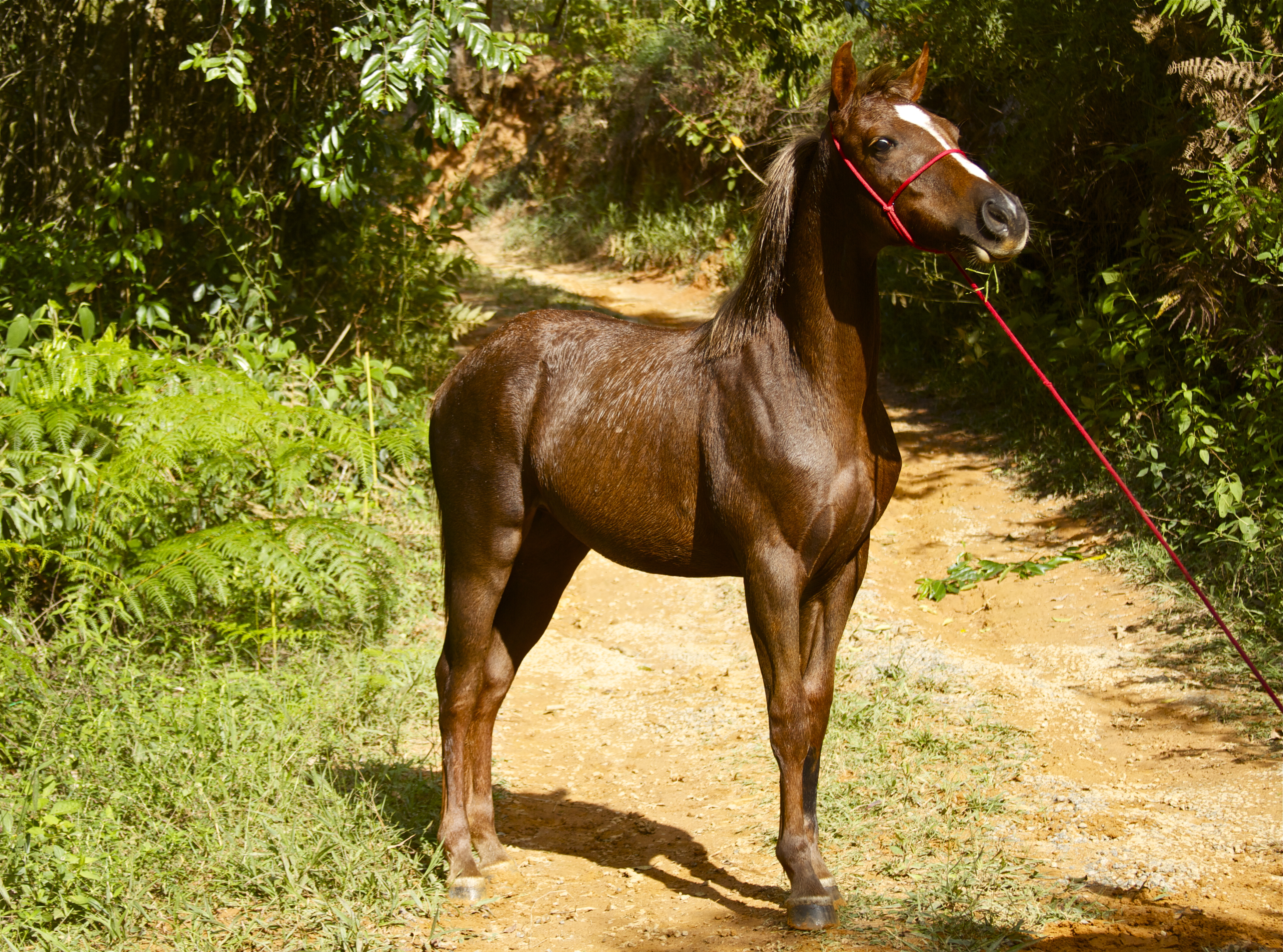 Equideo