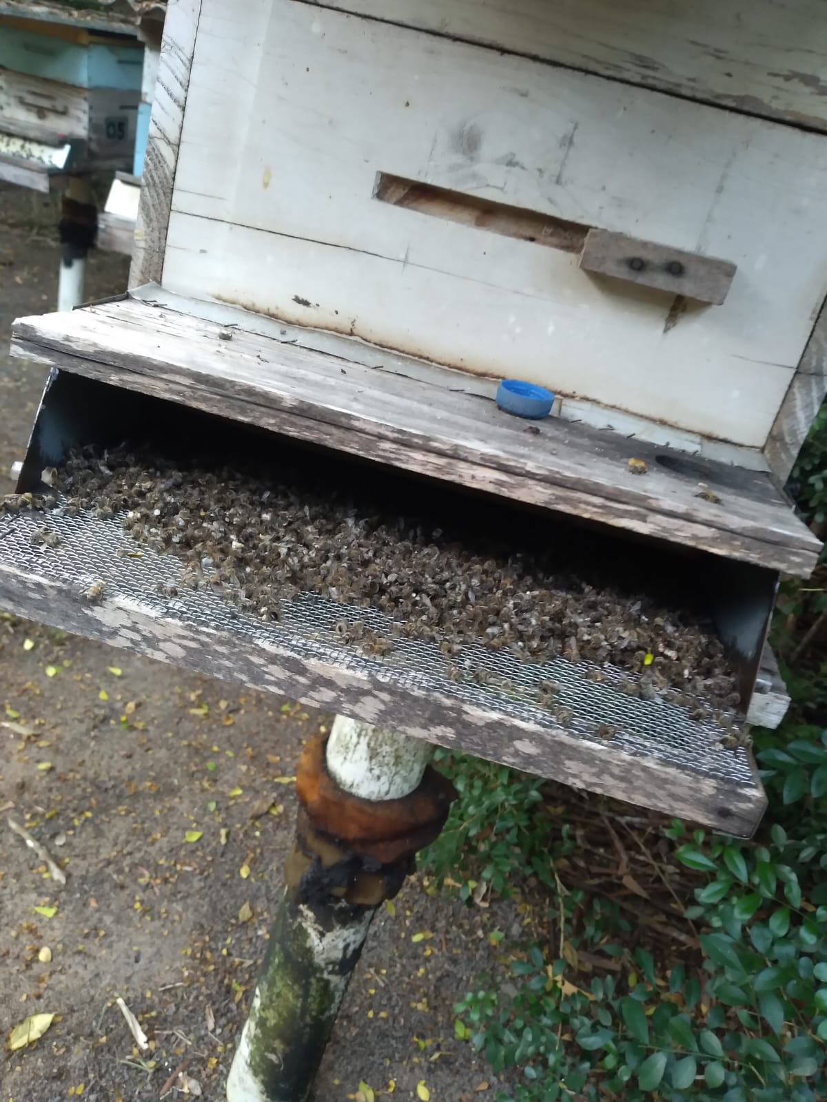 Mortalidade abelhas - Arquivo Idaf 2025