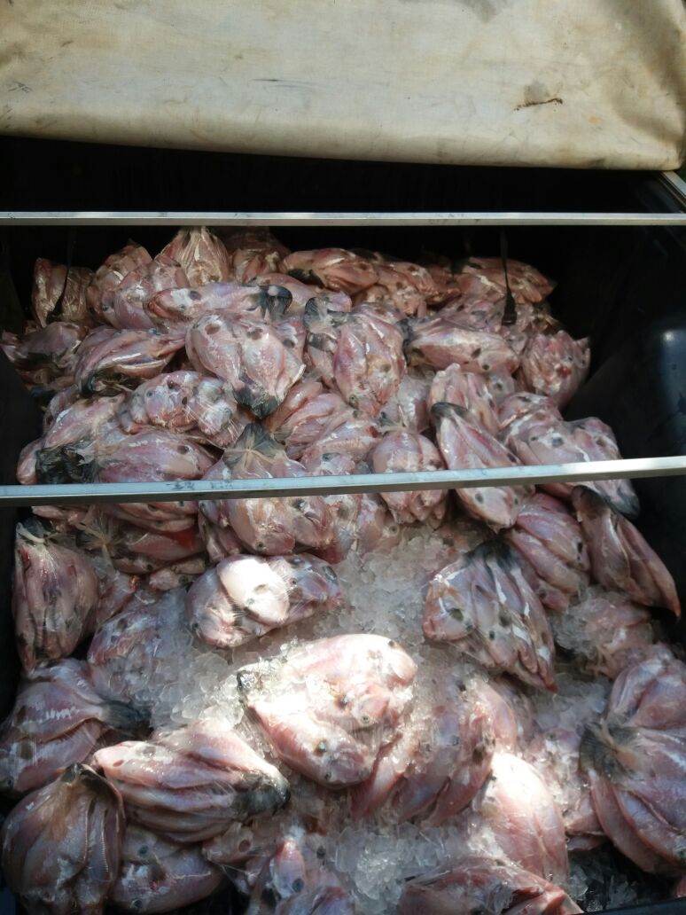 Pescado apreendido (4)